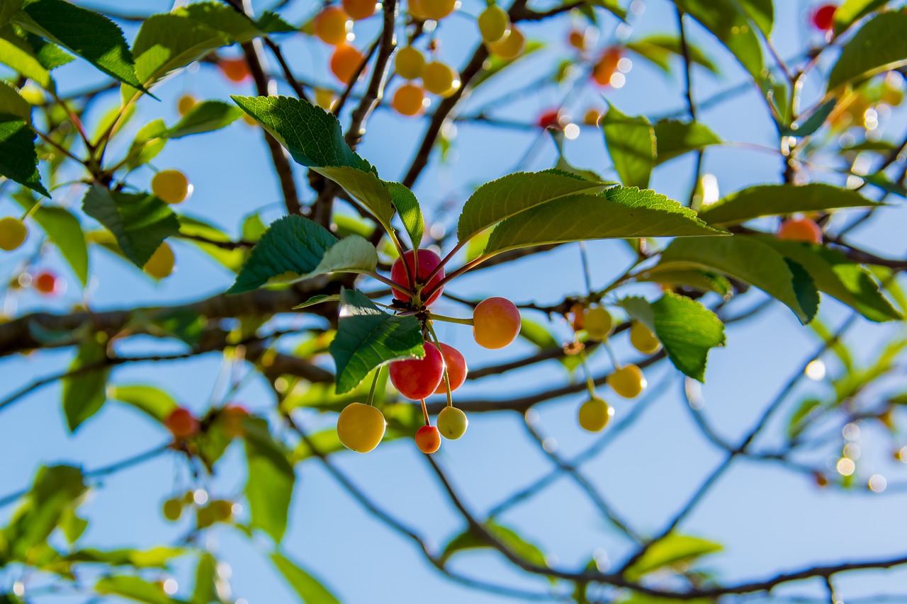 cherries branch cherry free photo