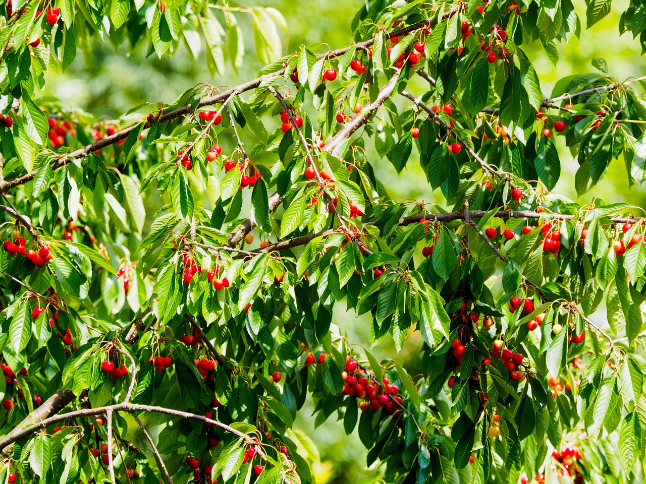 cherries cherry red free photo
