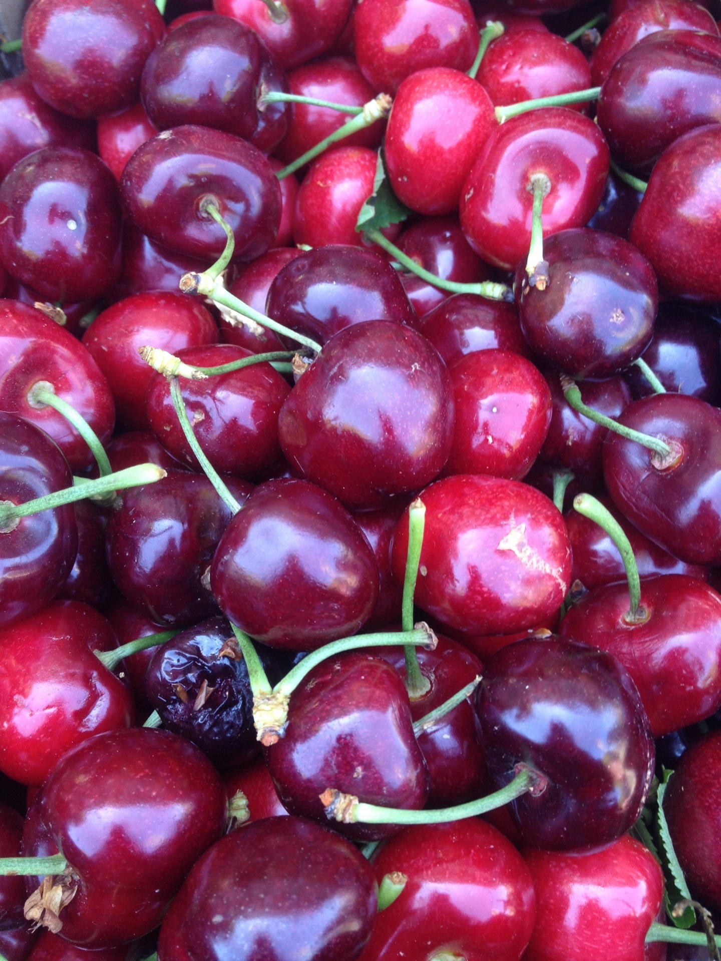 cherries red ripe free photo