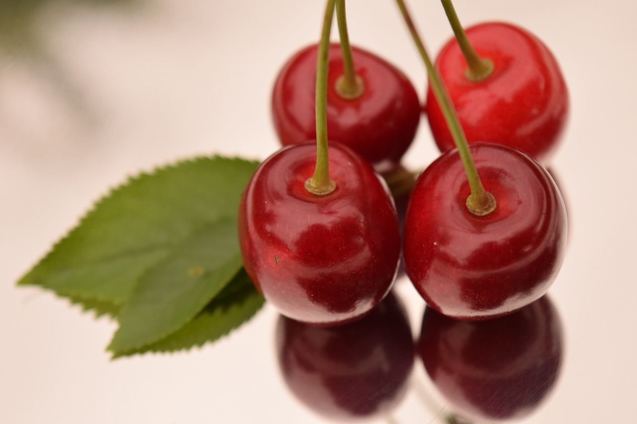 cherries summer fruit free photo