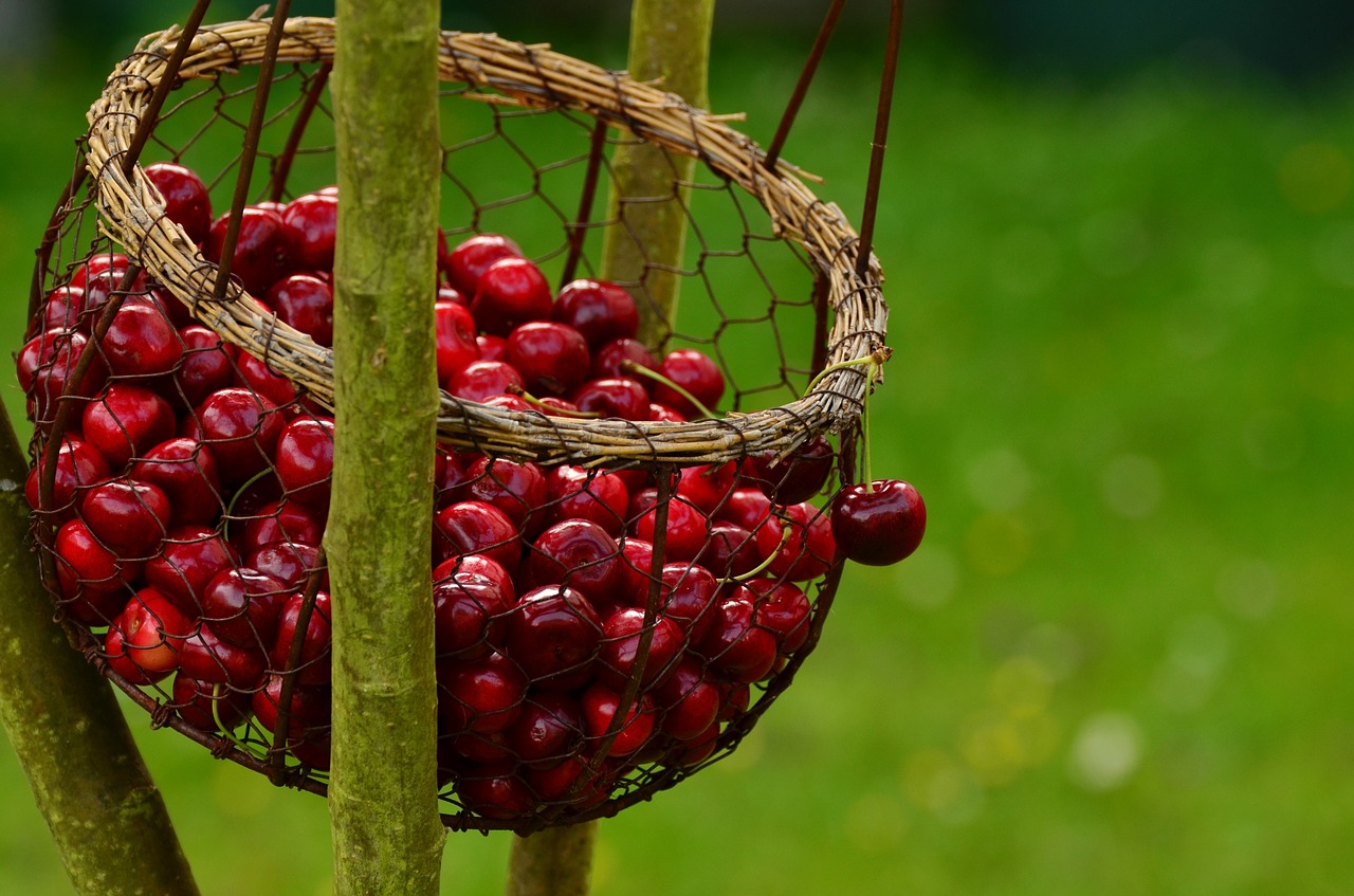 cherries fruits sweet cherry free photo