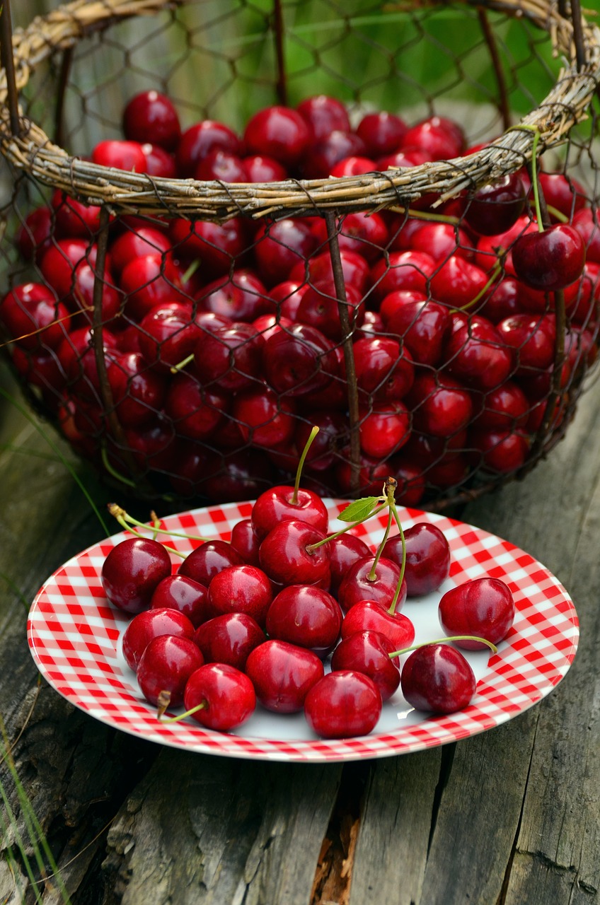 cherries fruits sweet cherry free photo