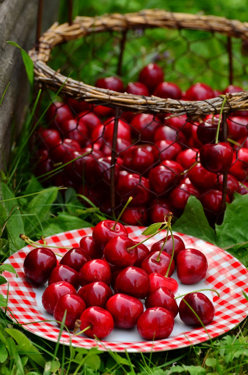 cherries fruits sweet cherry free photo