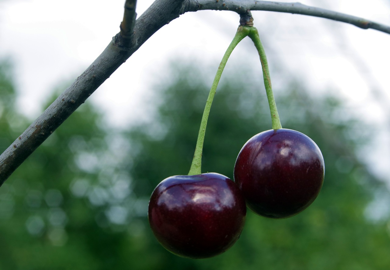 cherries cherry fruit free photo