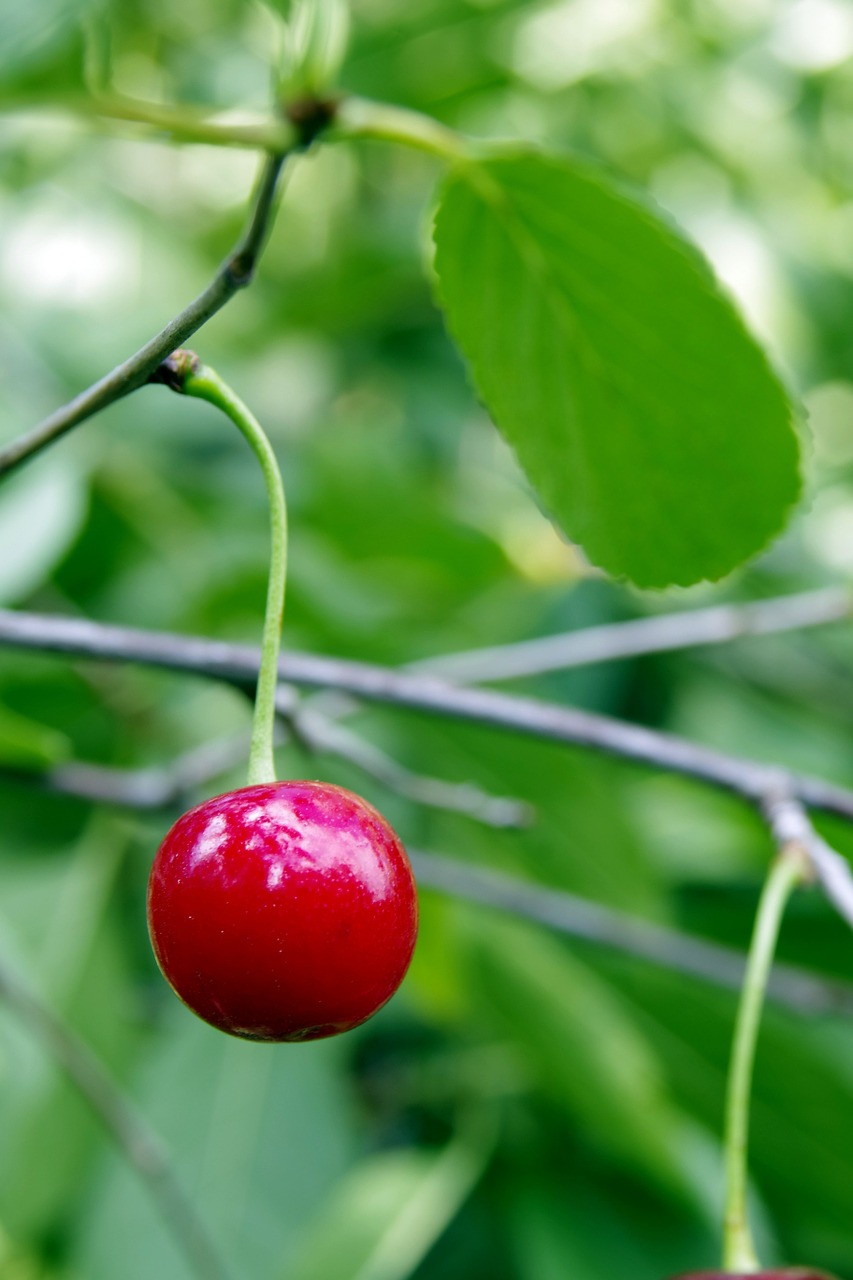 cherries cherry fruit free photo