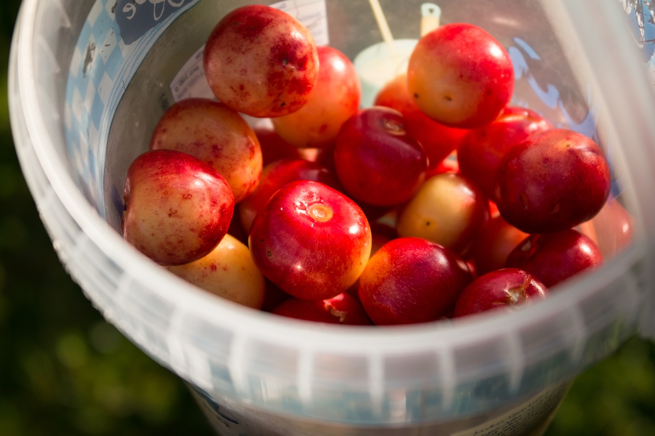 cherries fruit red free photo