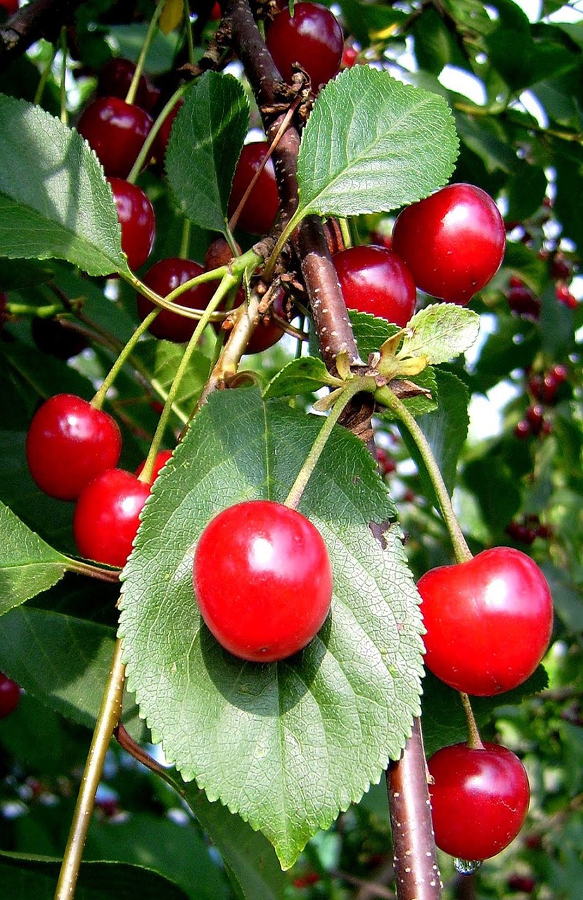 cherries fruit fruits free photo