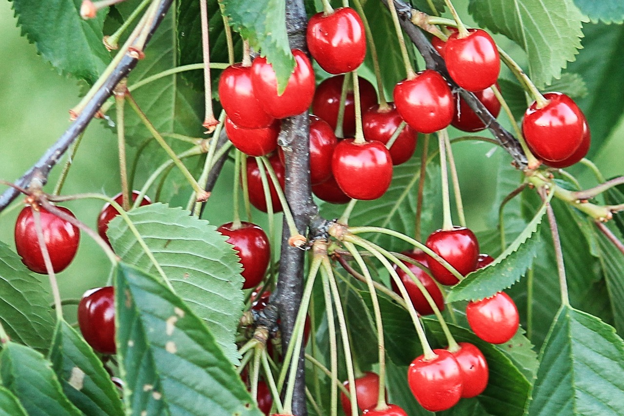 cherries cherry fruits free photo