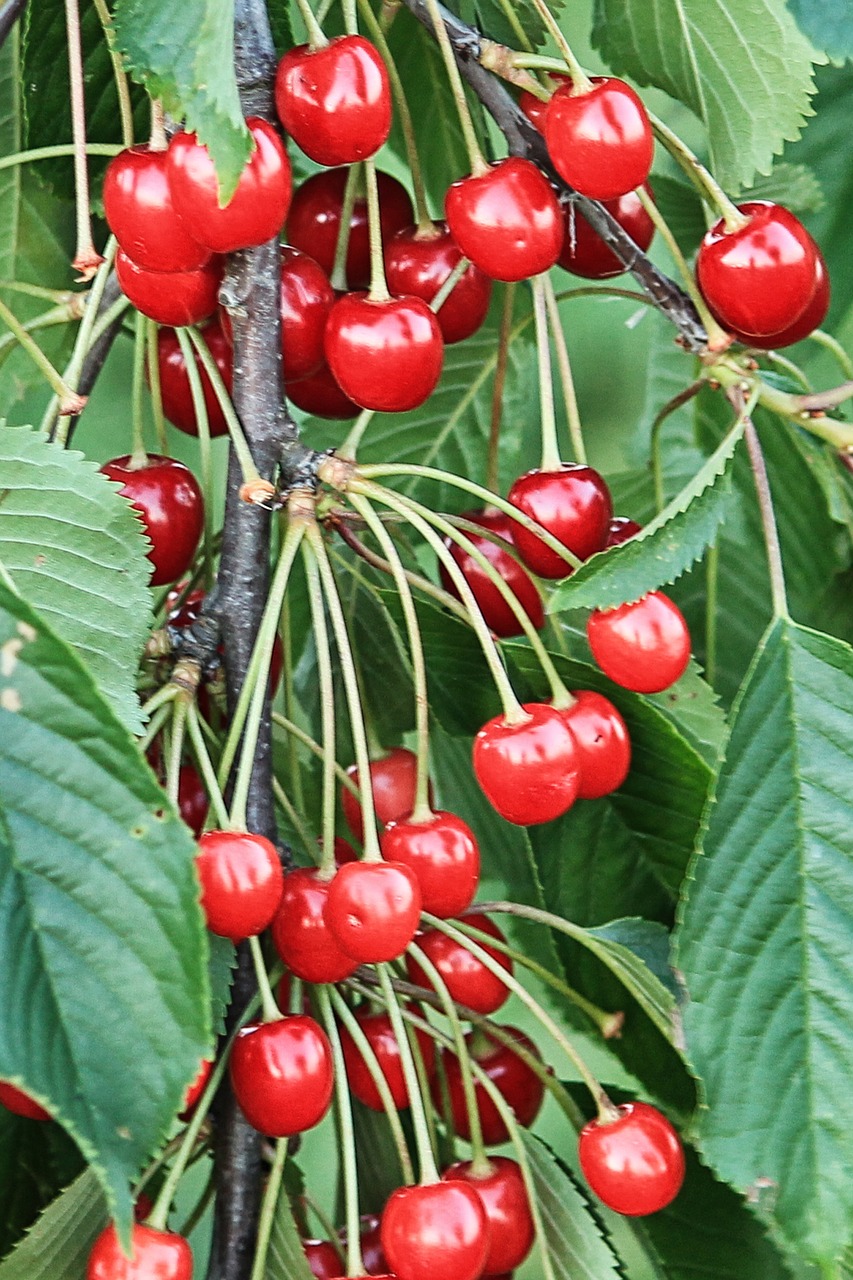 cherries cherry fruits free photo