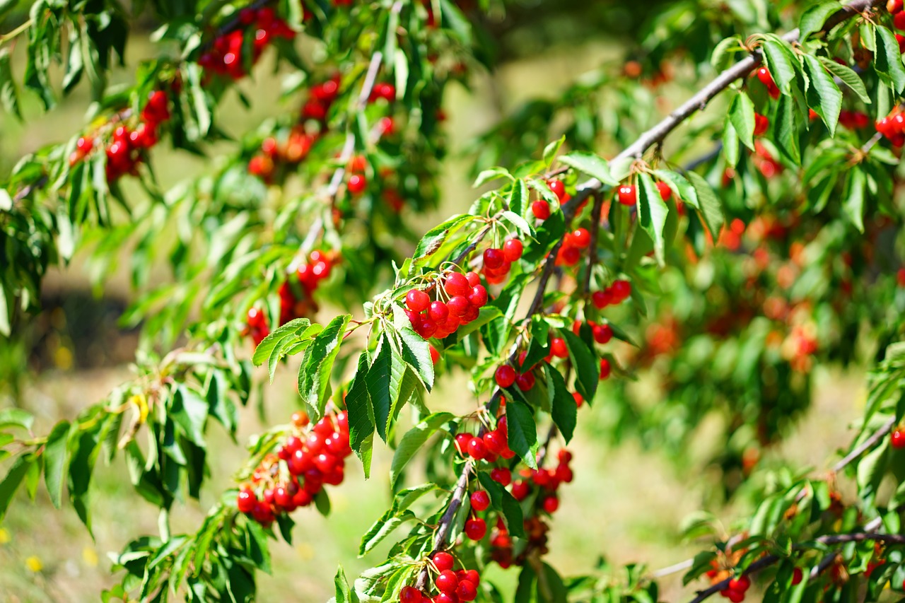 cherries cherry sour cherries free photo