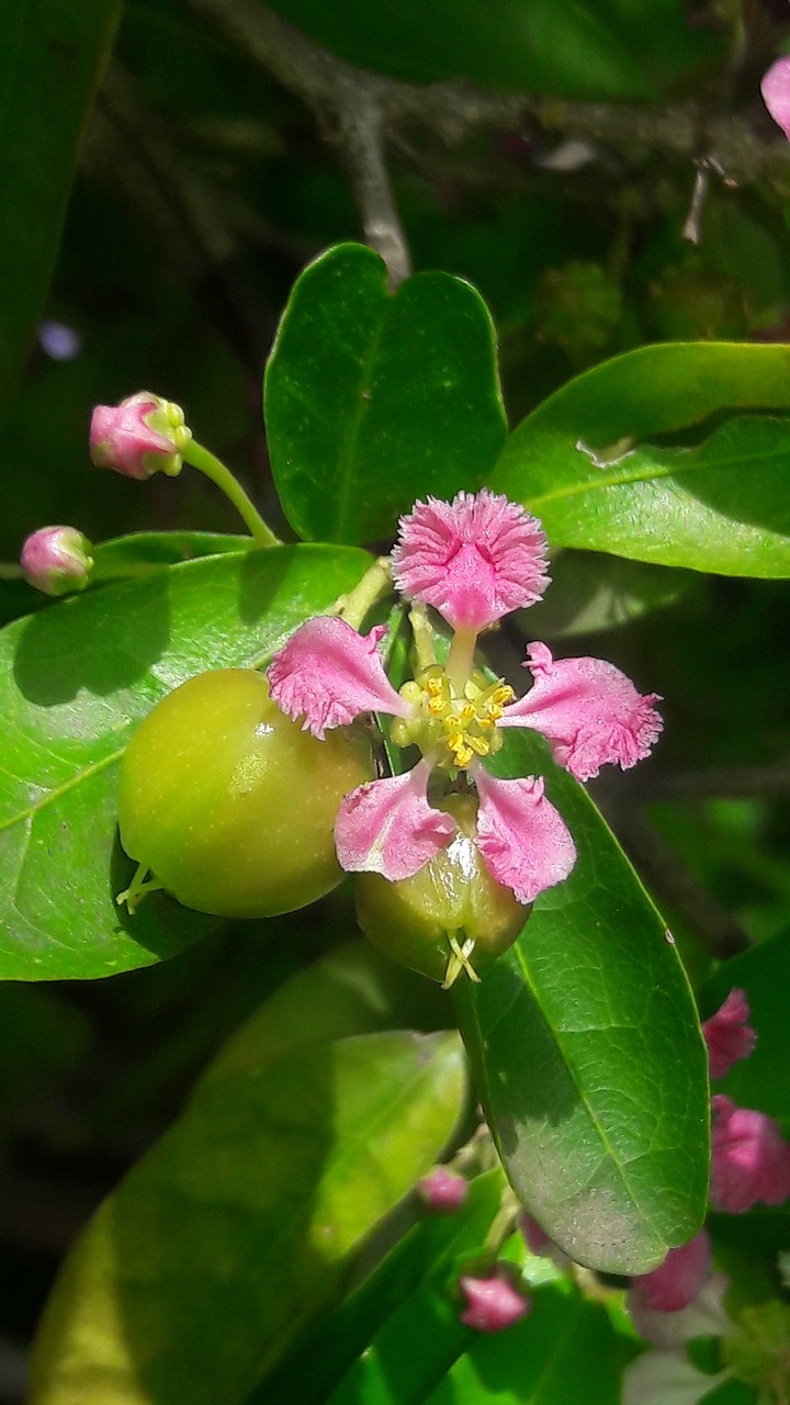 cherries malphigia glabra free photo