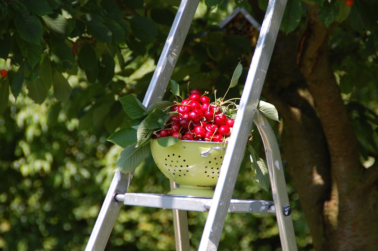 cherries collection fruit free photo