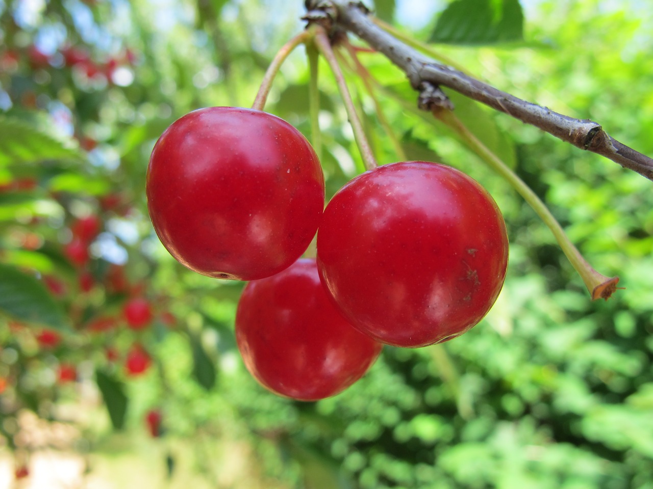 cherries fruit garden free photo