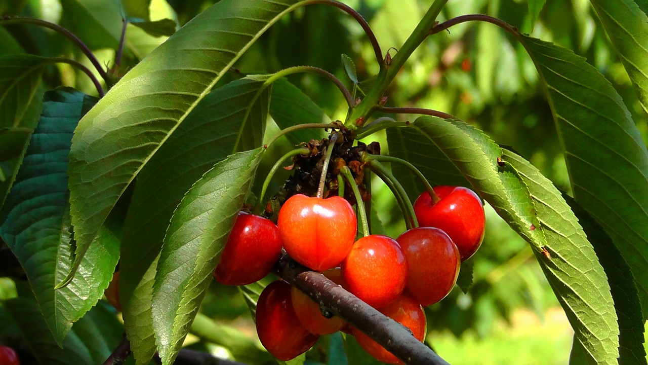 cherries fruits cherry free photo