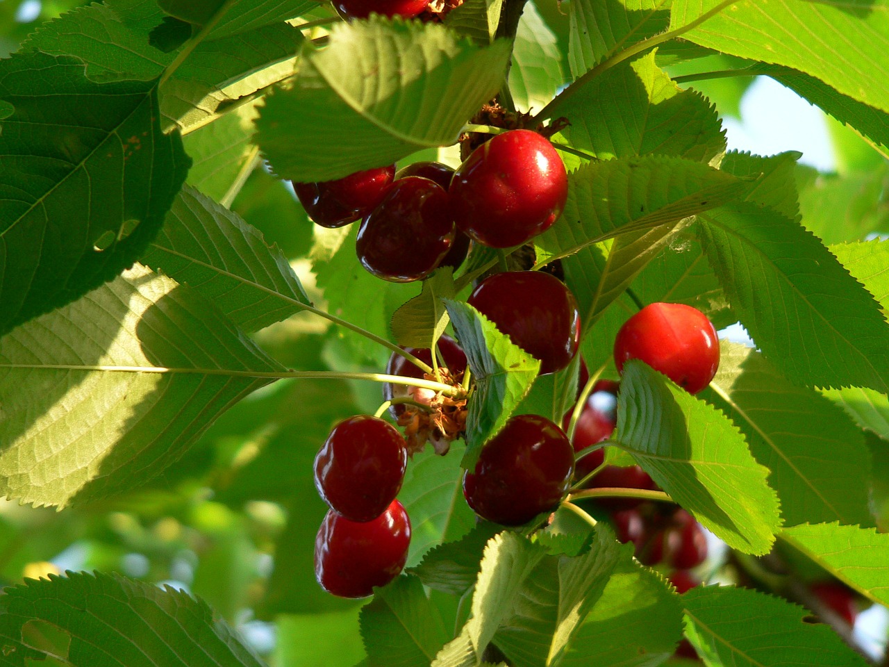 cherries nature food free photo