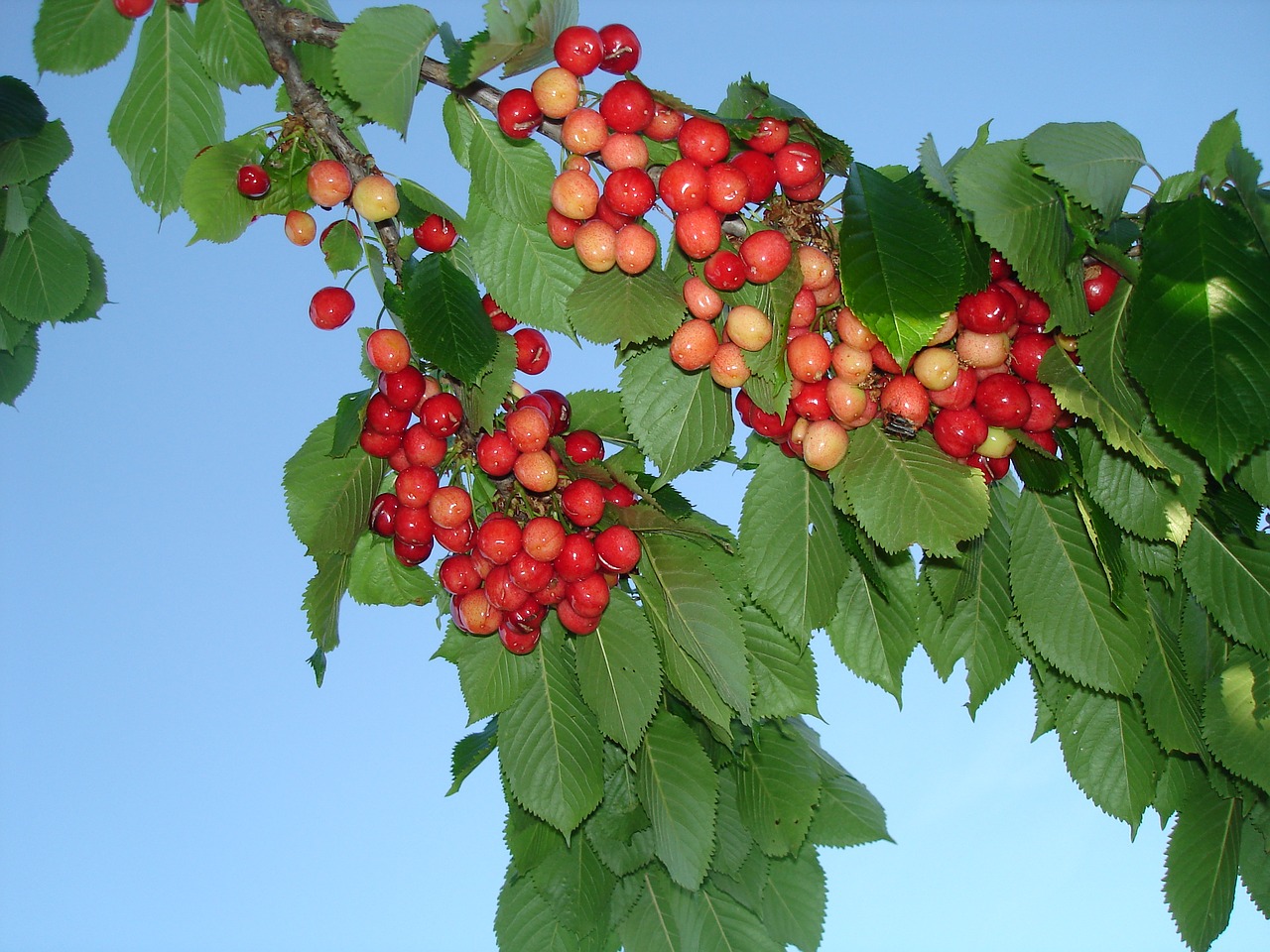 cherries spring fruit free photo