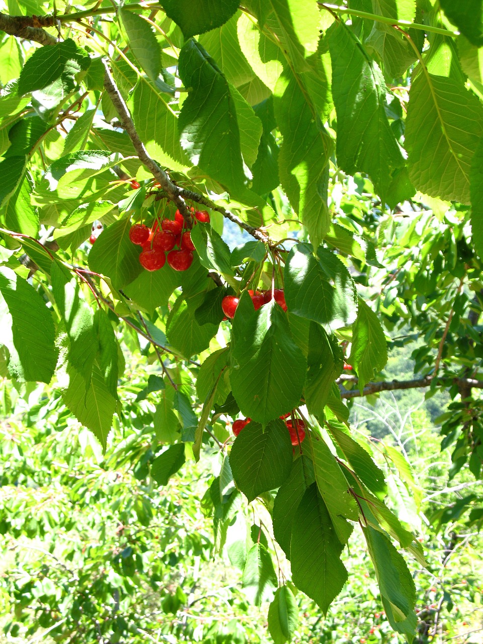 cherries tree sicily free photo