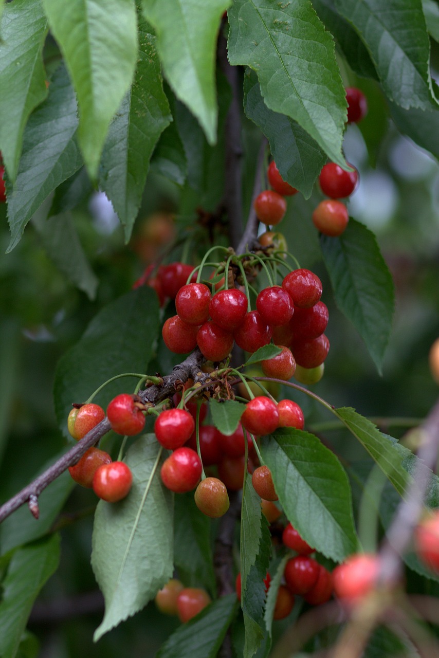 cherries casey red free photo