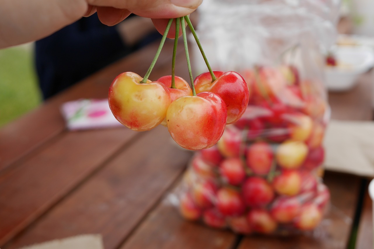 cherries new zealand free photo