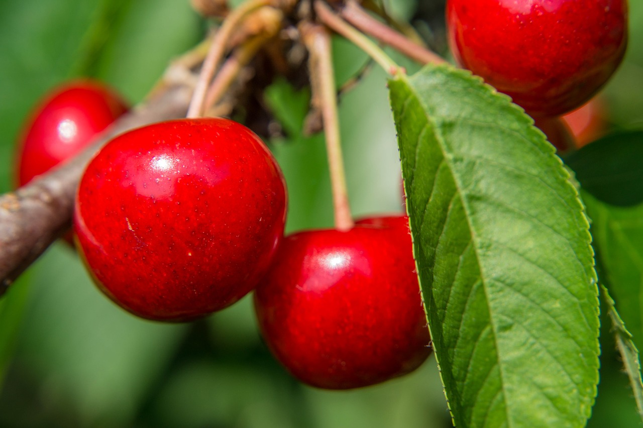 cherries red fruits food free photo