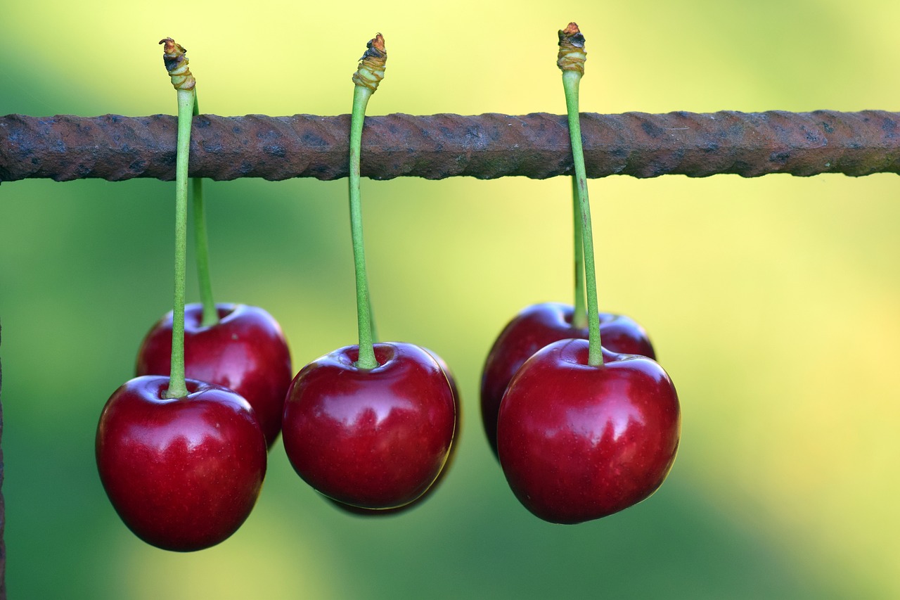 cherries fruits fruit free photo