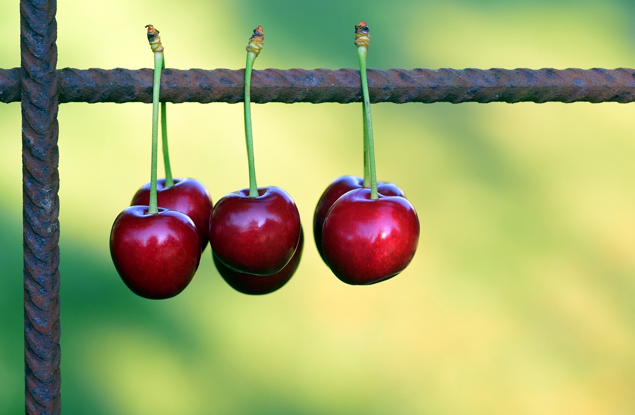 cherries fruits fruit free photo