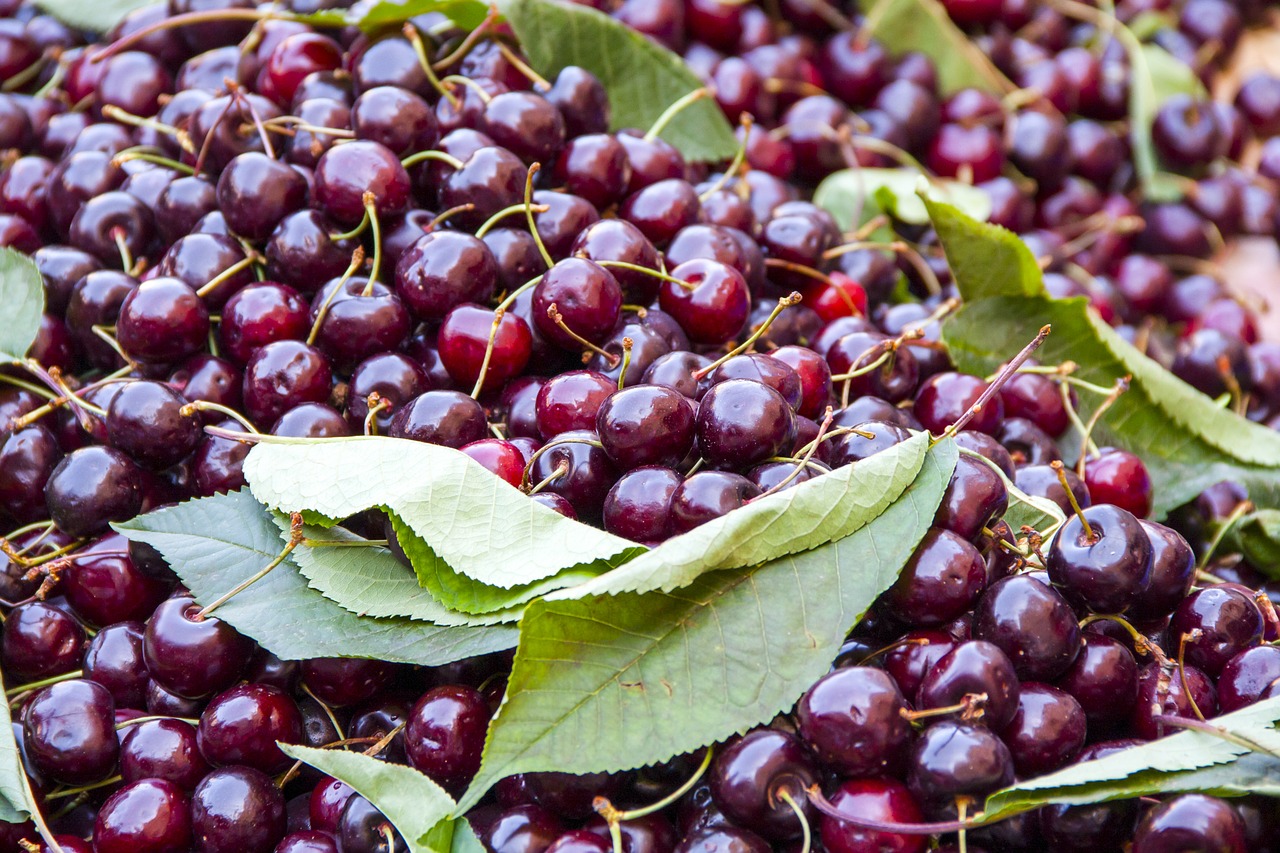 cherries fruit market free photo