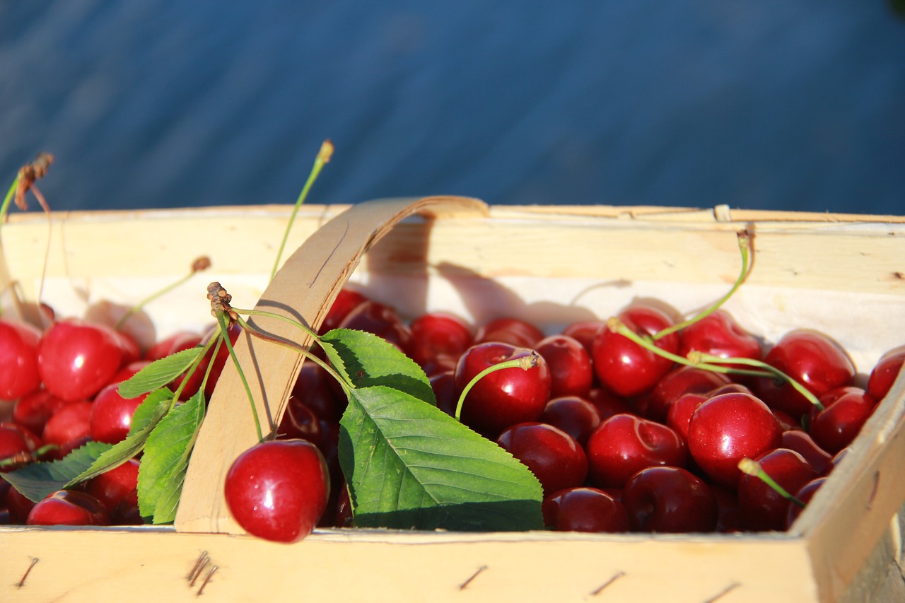 cherries cherry basket fruit free photo