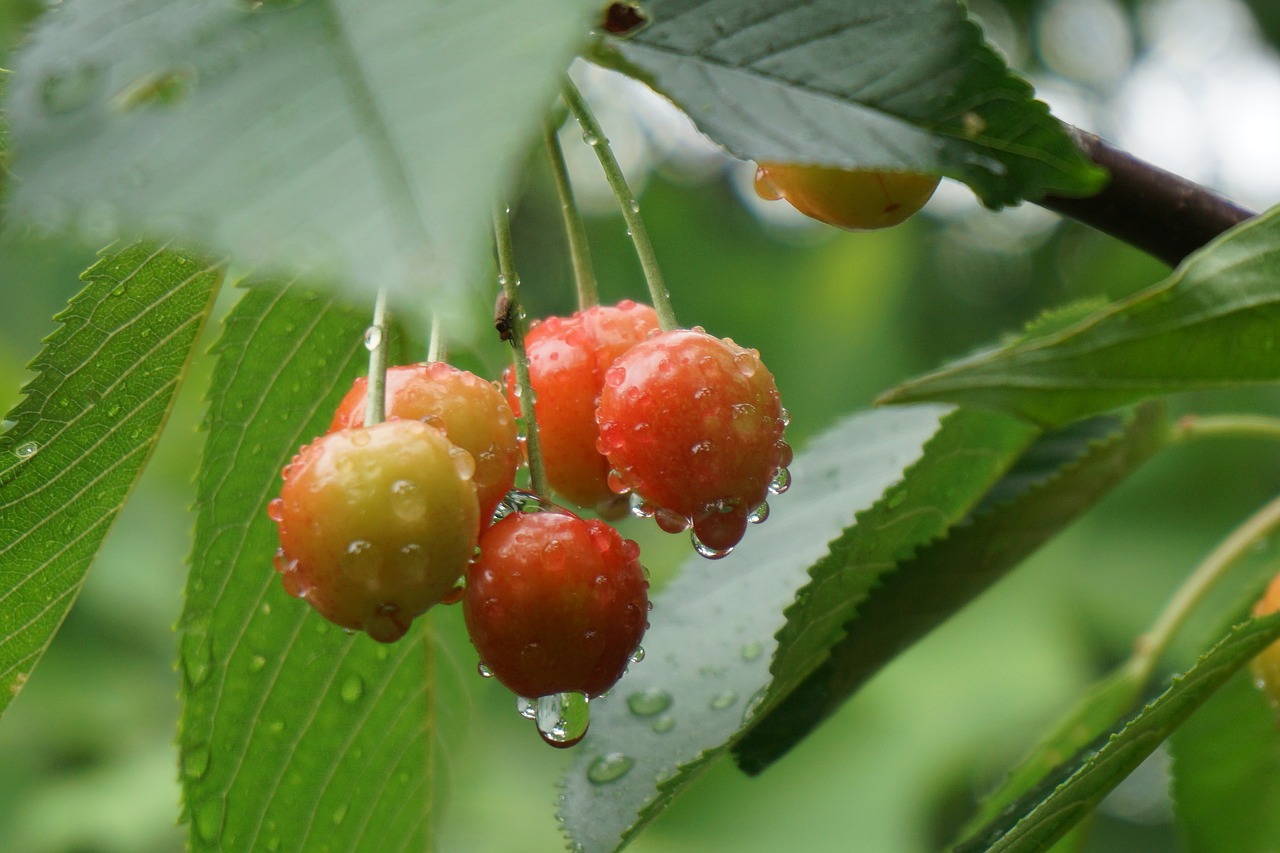 cherries raindrop summer free photo
