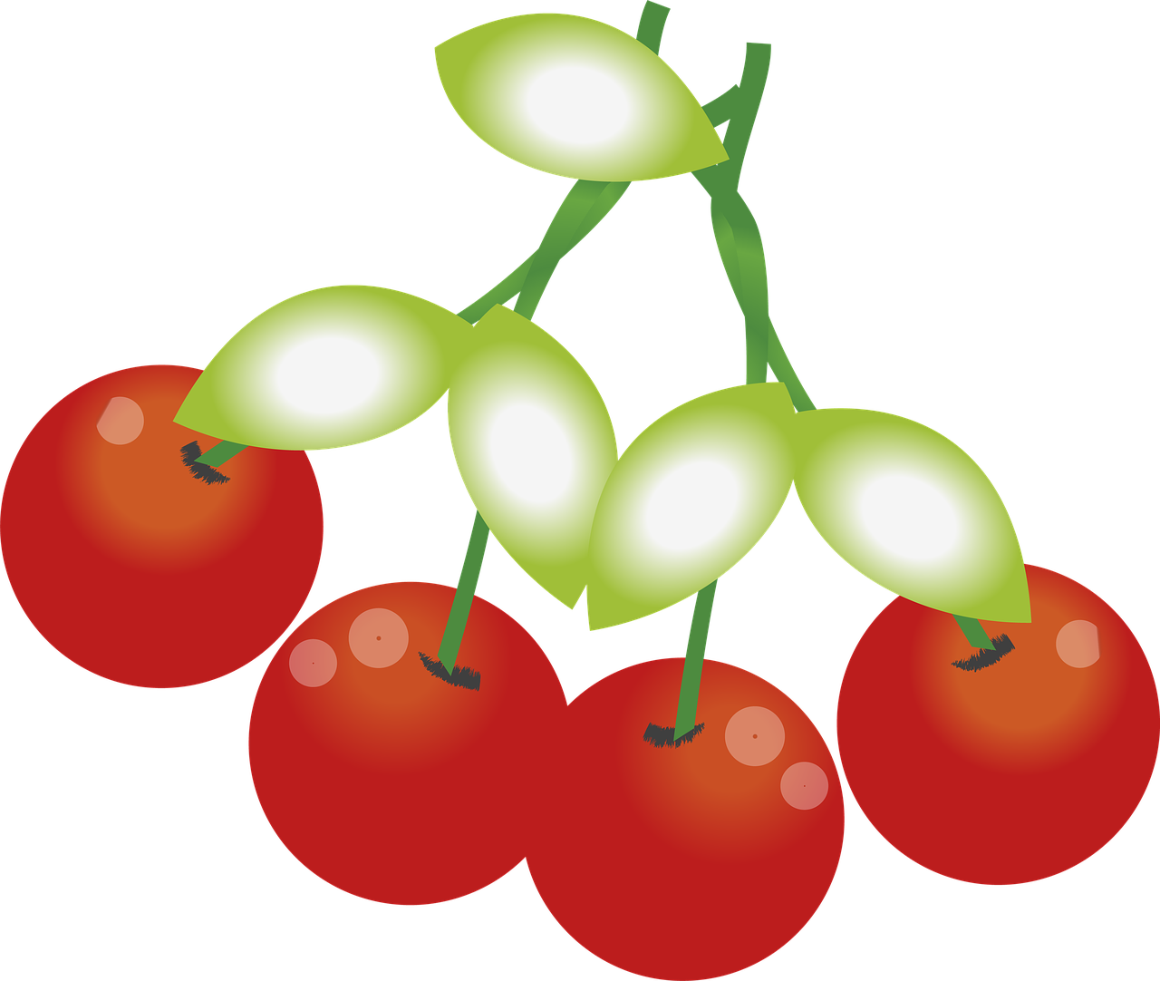 cherries fruit plant free photo