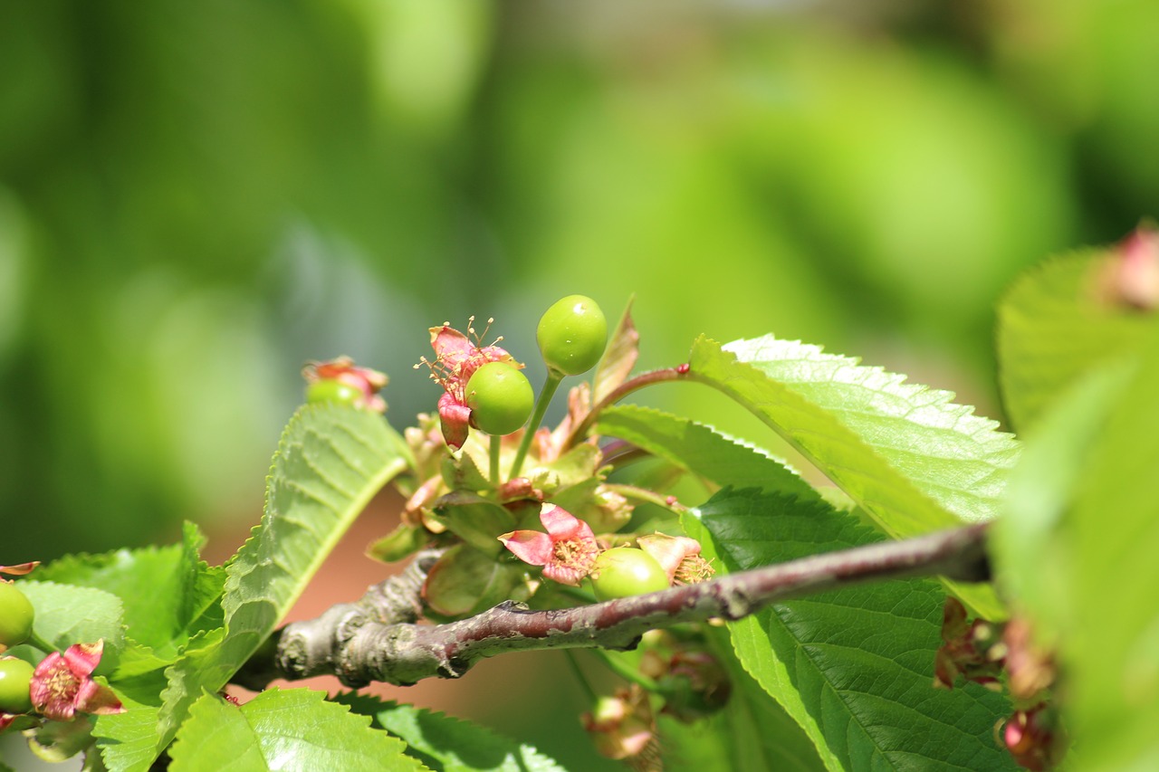 cherries  maturation  green free photo