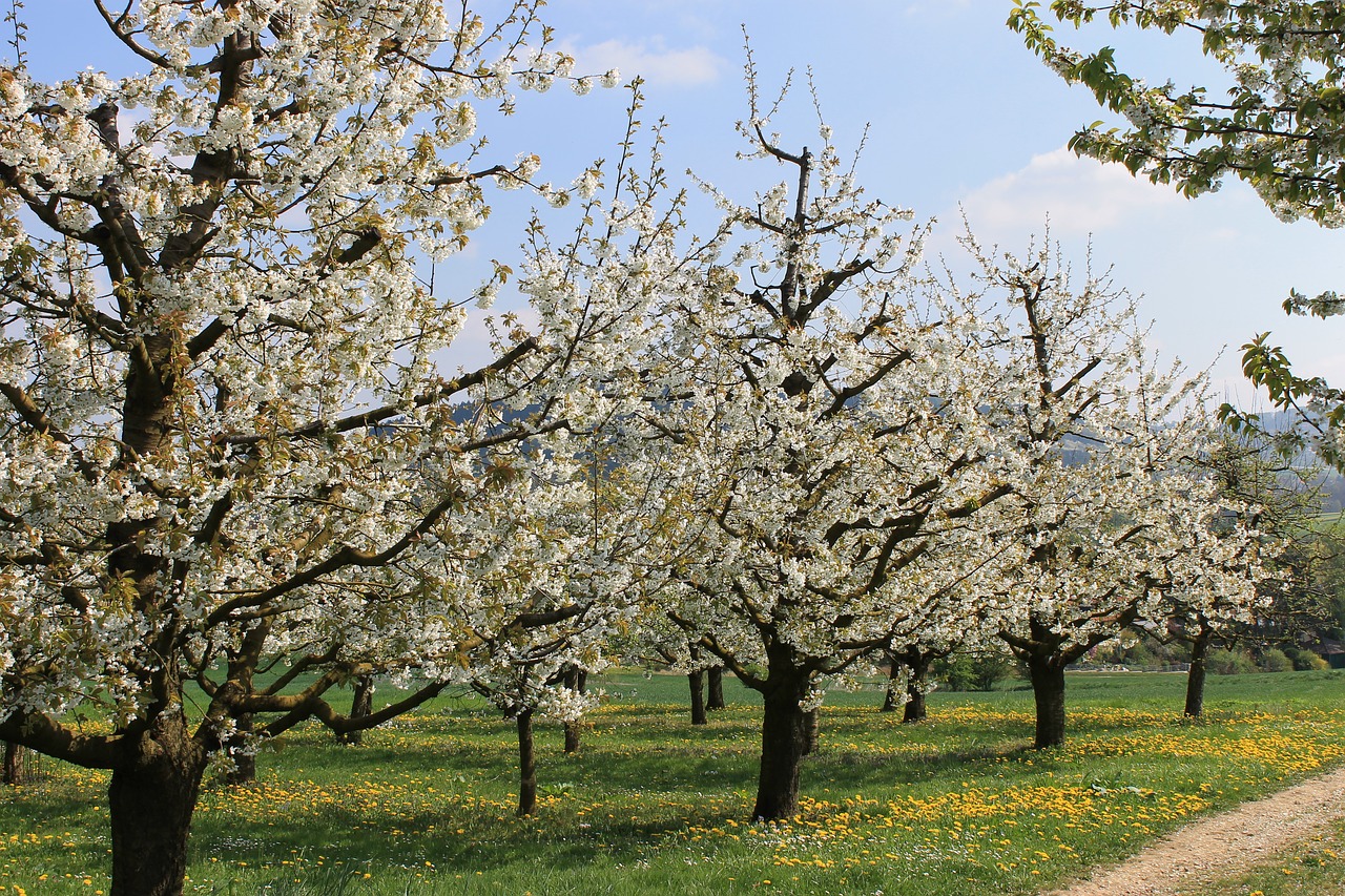 cherries  cherry blossom free pictures free photo