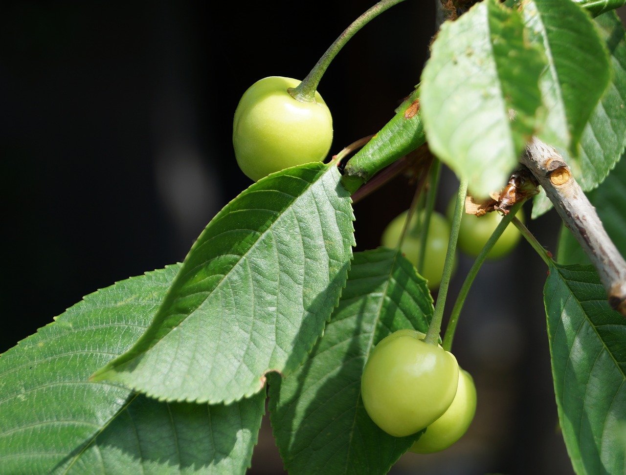 cherries  immature  cherry tree free photo