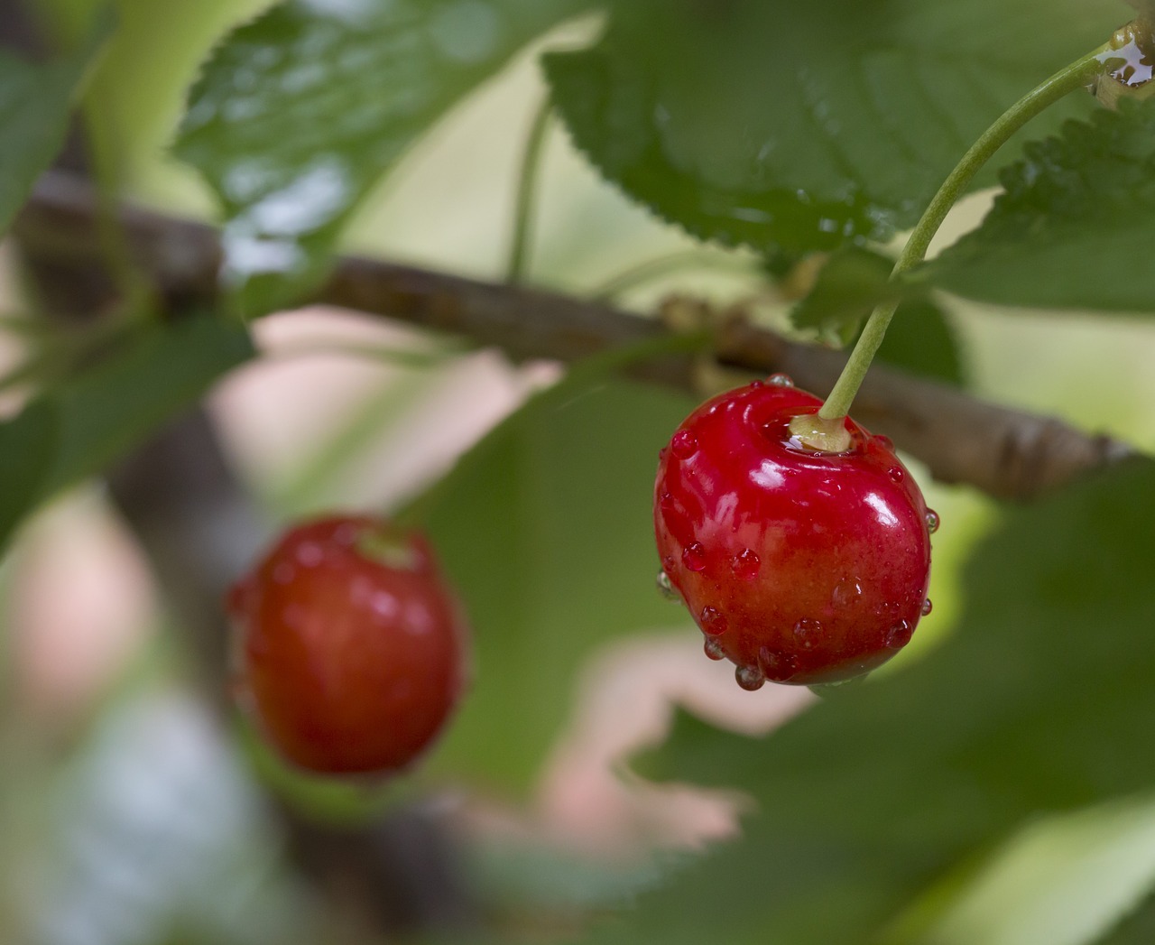 cherries  drops  cherry free photo