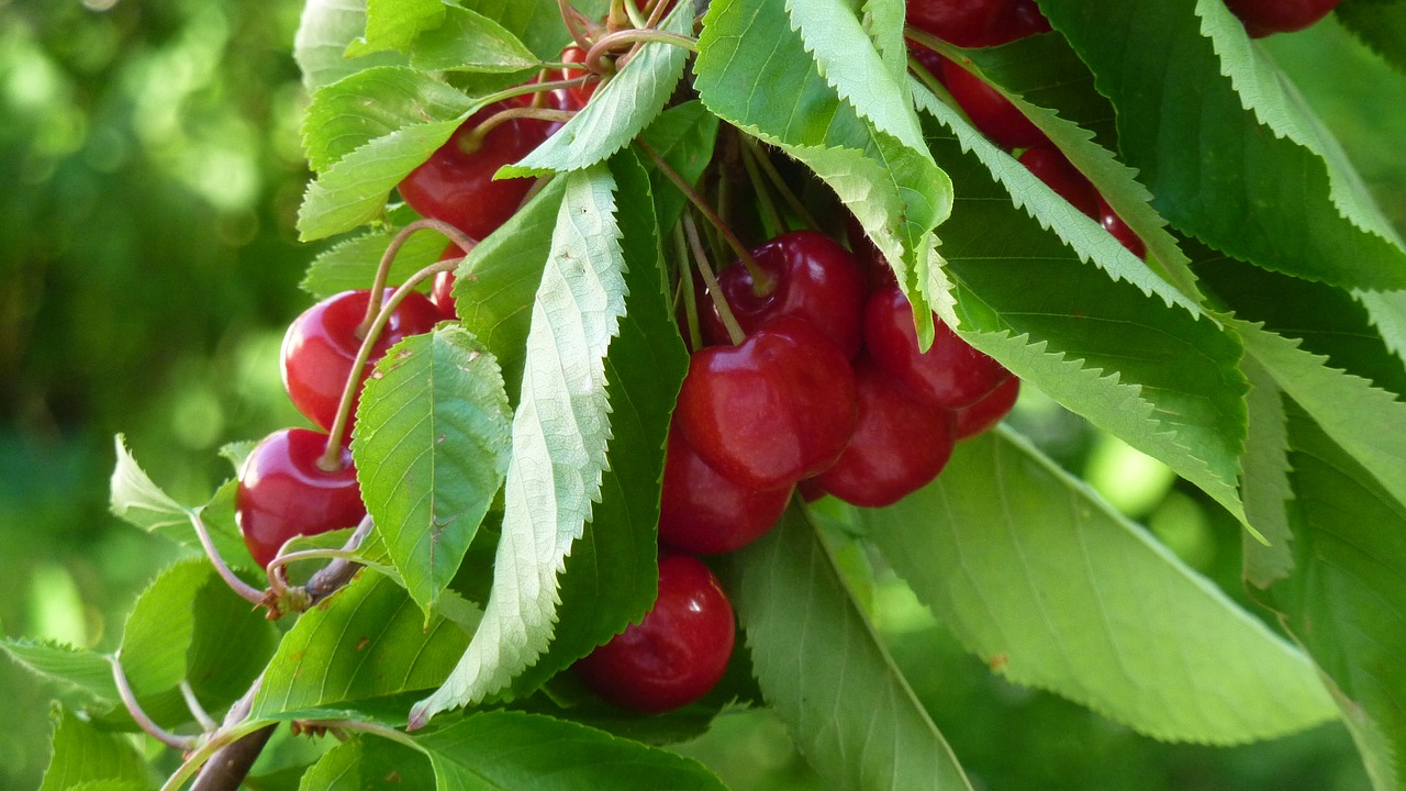 cherries  cherry tree  sweet cherry free photo