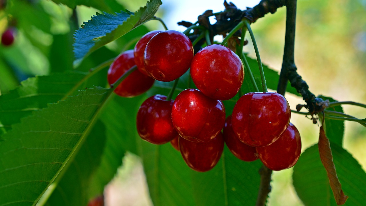 cherries  fruit  sweet cherries free photo