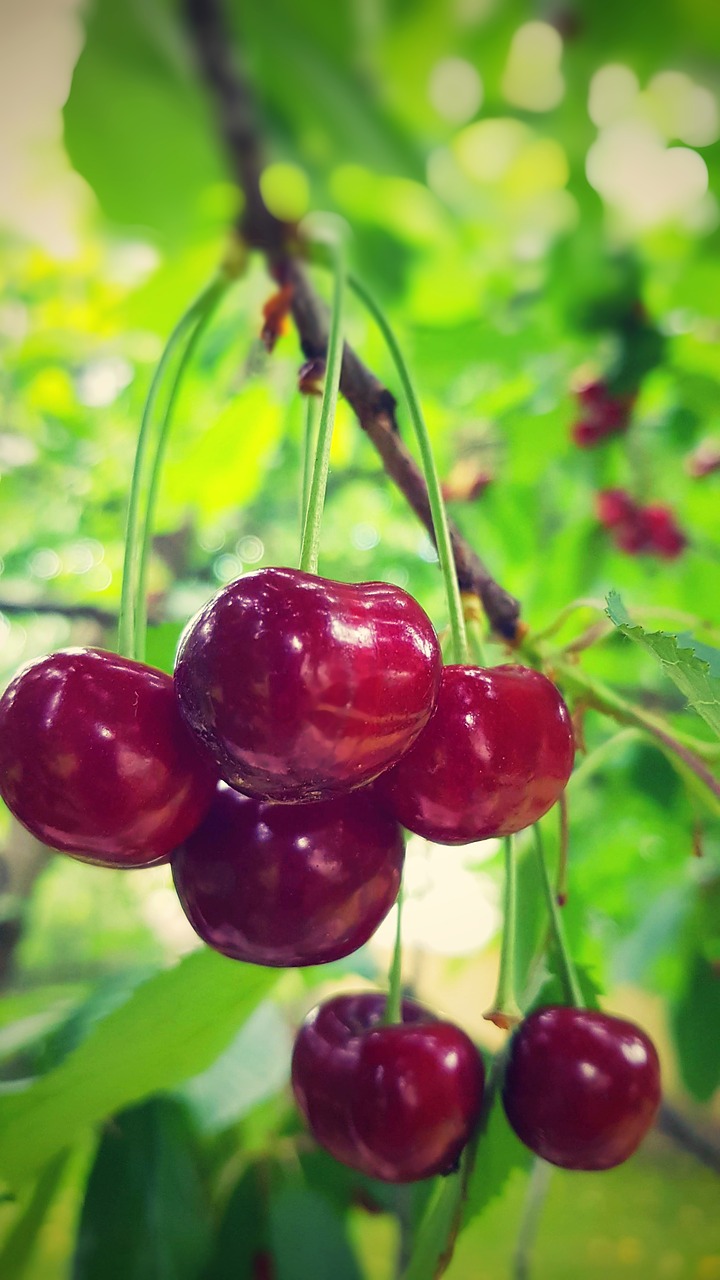 cherries  tree  fruit free photo