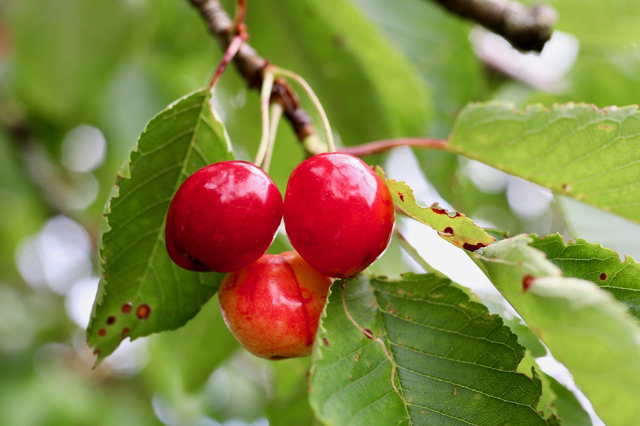 cherries  sweet cherry  fruit free photo