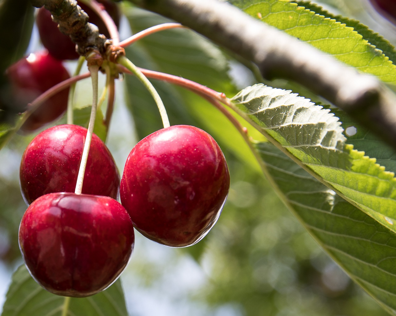 cherries  fruit  fruits free photo