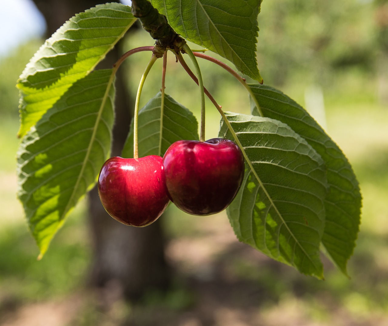 cherries  fruit  fruits free photo