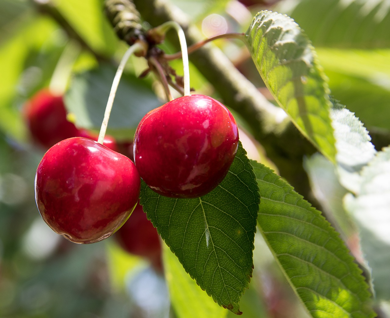 cherries  fruit  fruits free photo