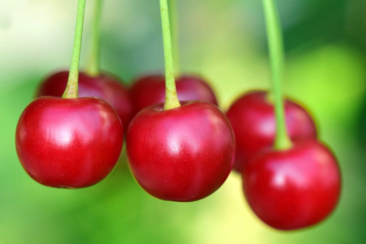 cherries  fruit  fruits free photo