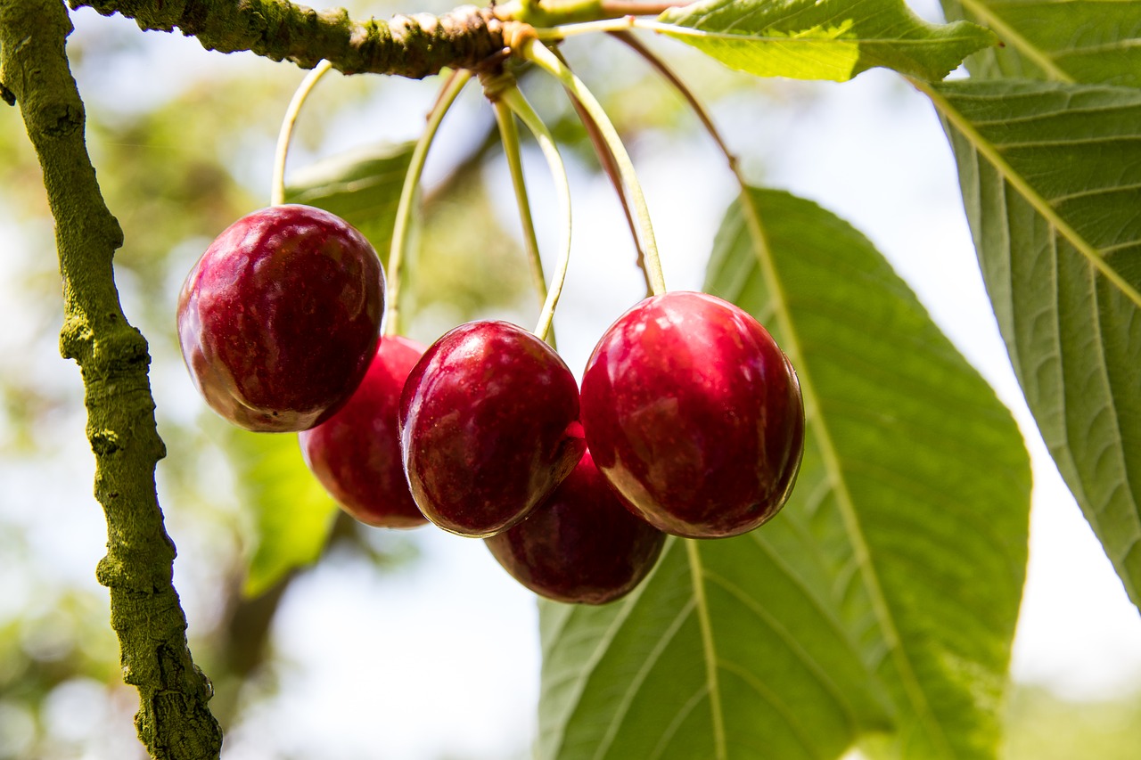 cherries  cherry tree  fruit free photo