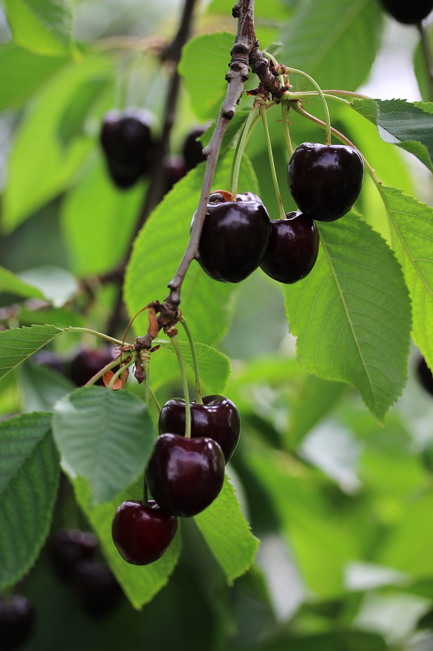 cherries  green  summer free photo