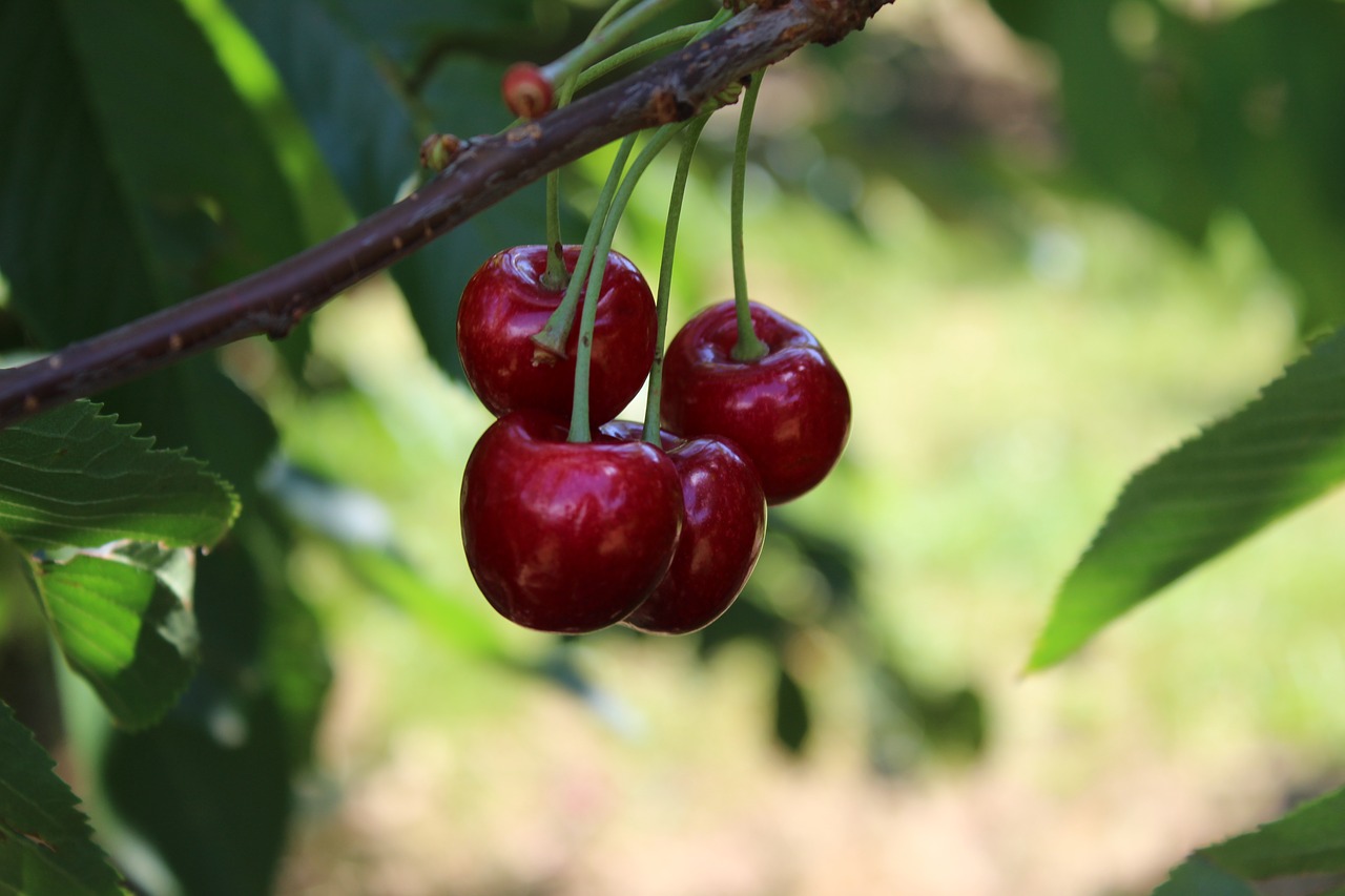 cherries  cherry tree  fruit free photo