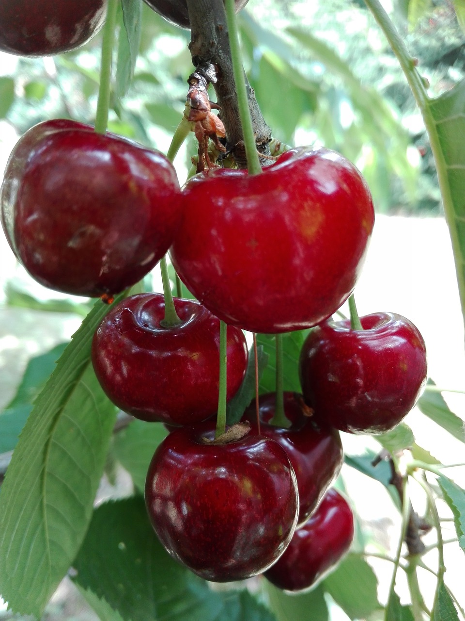 cherries  fruit  red free photo