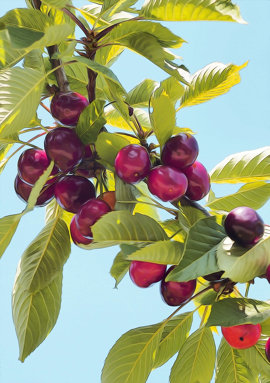 cherries  fruit  red free photo