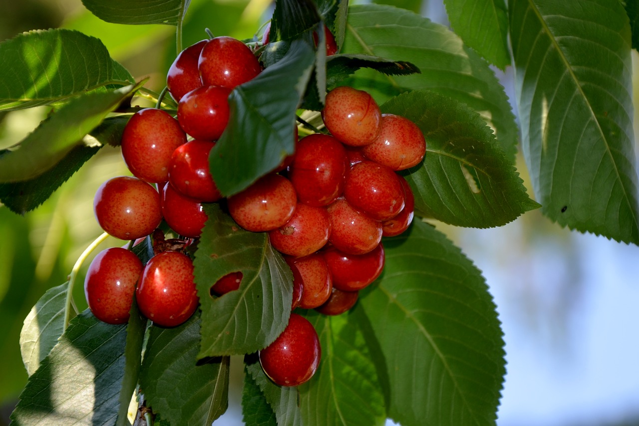 cherries  red is sweet  sußkirchen free photo