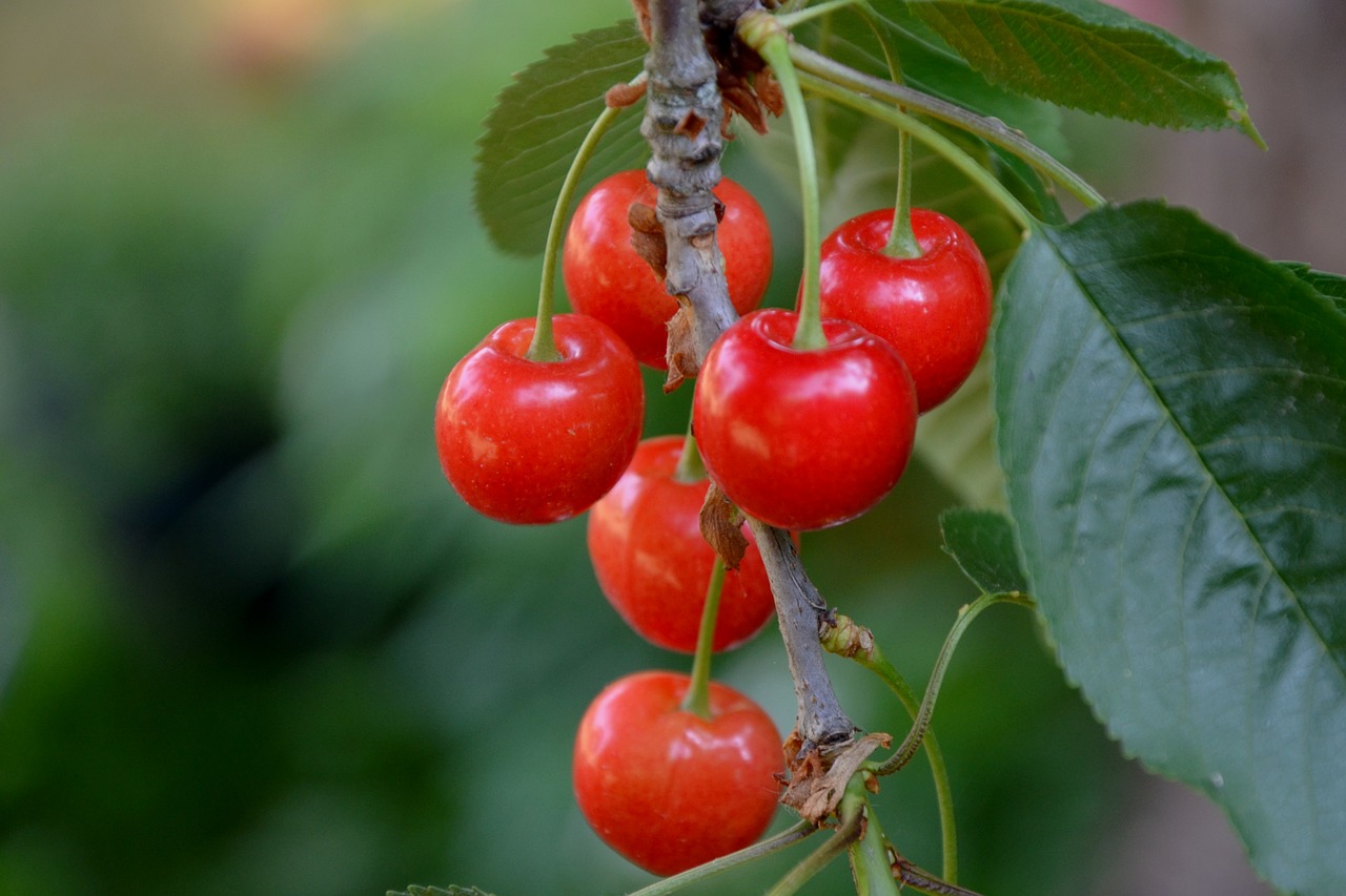 cherries  tree  branch free photo