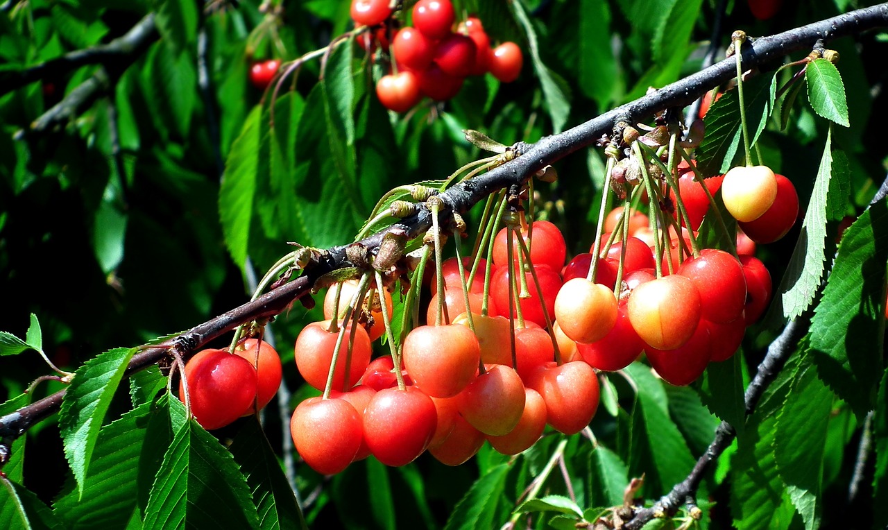 cherries  fruit  sprig free photo